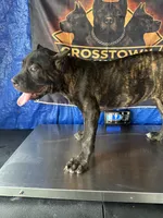     Brindle Female Cane Corso Puppy – ICCF Registered, a female Cane Corso for sale in Huntsville, AL – 8 of 9