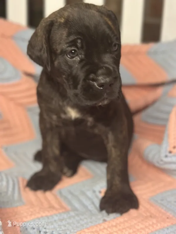     Black Brindle Cane Corso female – Phantom x Isis – Cane Corso puppy for sale in Huntsville, AL