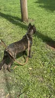    Brindle Female Cane Corso Puppy – ICCF Registered, a female Cane Corso for sale in Decatur, AL – 3 of 9