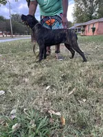     Brindle Female Cane Corso Puppy – ICCF Registered, a female Cane Corso for sale in Decatur, AL – 4 of 9