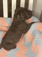     Brindle Cane Corso Puppy with White Chest Patch, a female Cane Corso for sale in Huntsville, AL – 3 of 10