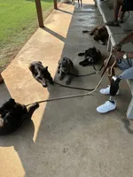     Brindle Female Cane Corso Puppy – ICCF Registered, a female Cane Corso for sale in Huntsville, AL – 9 of 9