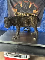     Brindle Female Cane Corso Puppy – ICCF Registered, a female Cane Corso for sale in Huntsville, AL – 7 of 9