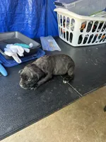     Black Brindle Cane Corso female – Phantom x Isis, a female Cane Corso for sale in Huntsville, AL – 6 of 10