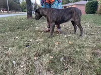     Gray Brindle Cane Corso Female – Phantom x Isis, a female Cane Corso for sale in Decatur, AL – 4 of 9