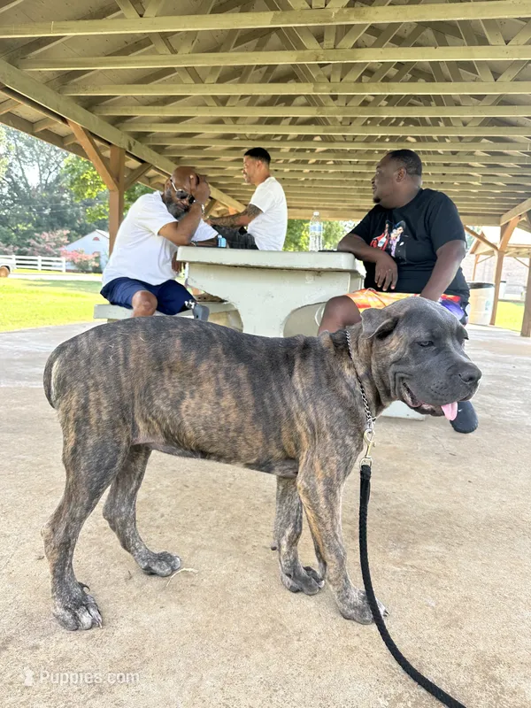     Gray Brindle Cane Corso Female – Phantom x Isis – Cane Corso puppy for sale in Huntsville, AL