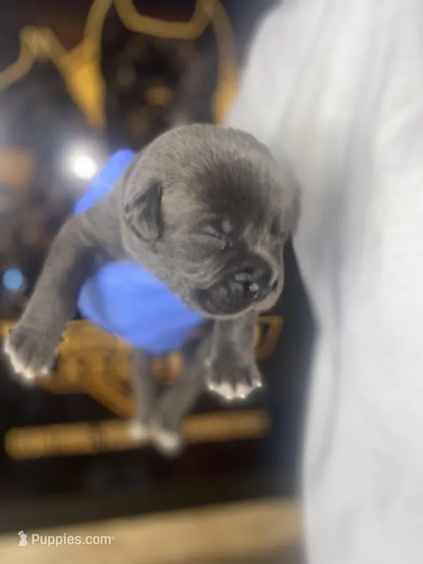     Blue Cane Corso Puppy – Phantom x Isis – Cane Corso puppy for sale in Huntsville, AL