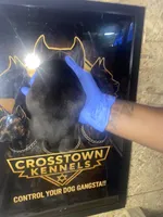     Blue Cane Corso Puppy – Phantom x Isis, a male Cane Corso for sale in Huntsville, AL – Photo 4 of 4