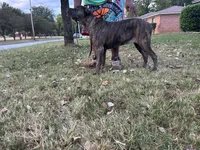     Gray Brindle Cane Corso Female – Phantom x Isis, a female Cane Corso for sale in Decatur, AL – 2 of 9