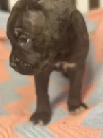     Brindle Cane Corso Puppy with White Chest Patch, a female Cane Corso for sale in Huntsville, AL – 6 of 10