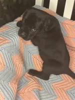     Black Cane Corso Female – Phantom x Isis, a female Cane Corso for sale in Huntsville, AL – 4 of 10