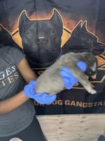     Gray Brindle Cane Corso Female – Phantom x Isis, a female Cane Corso for sale in Huntsville, AL – Photo 2 of 3