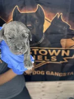     Gray Brindle Cane Corso Female – Phantom x Isis, a female Cane Corso for sale in Huntsville, AL – Photo 1 of 3
