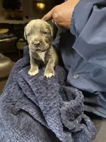     Blue Cane Corso Male – Phantom x Isis, a male Cane Corso for sale in Huntsville, AL – 11 of 16