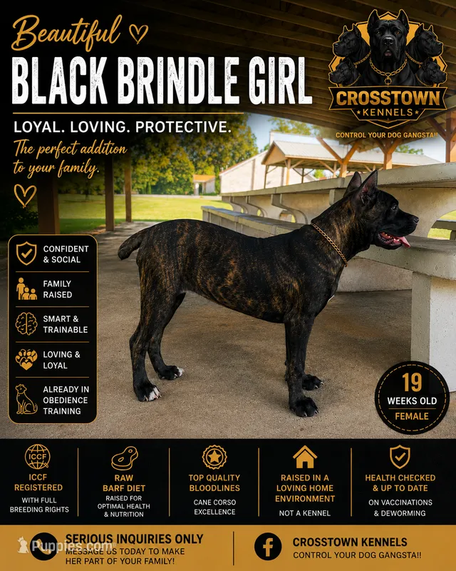     Brindle Female Cane Corso Puppy – ICCF Registered – Cane Corso puppy for sale in Decatur, AL