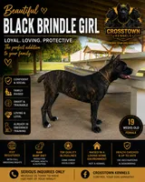     Brindle Female Cane Corso Puppy – ICCF Registered, a female Cane Corso for sale in Decatur, AL – 1 of 9