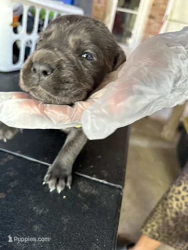     Blue Cane Corso Puppy – Phantom x Isis – Cane Corso puppy for sale in Huntsville, AL
