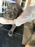     Blue Cane Corso Puppy – Phantom x Isis, a male Cane Corso for sale in Huntsville, AL – 1 of 4