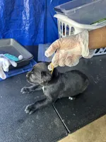     Black Cane Corso Female – Phantom x Isis, a female Cane Corso for sale in Huntsville, AL – 7 of 10