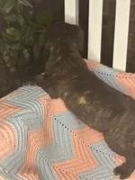     Brindle Cane Corso Puppy with White Chest Patch, a female Cane Corso for sale in Huntsville, AL – 2 of 10