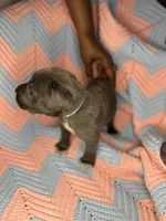     Blue Cane Corso Male – Phantom x Isis, a male Cane Corso for sale in Huntsville, AL – 14 of 16