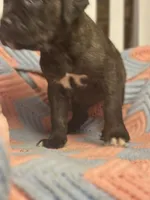     Brindle Cane Corso Puppy with White Chest Patch, a female Cane Corso for sale in Huntsville, AL – 4 of 10