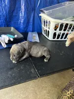     Gray Brindle Cane Corso Female – Phantom x Isis, a female Cane Corso for sale in Huntsville, AL – 3 of 6