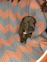     Blue Cane Corso Male – Phantom x Isis, a male Cane Corso for sale in Huntsville, AL – 12 of 16