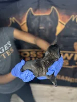     Black Brindle Cane Corso Puppy – Phantom x Isis, a female Cane Corso for sale in Huntsville, AL – Photo 3 of 4