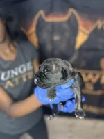     Black Brindle Cane Corso Puppy – Phantom x Isis, a female Cane Corso for sale in Huntsville, AL – Photo 1 of 4