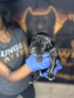     Black Brindle Cane Corso Puppy – Phantom x Isis, a female Cane Corso for sale in Huntsville, AL – Photo 2 of 4