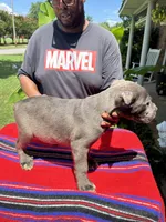     Blue Cane Corso Male – Phantom x Isis, a male Cane Corso for sale in Huntsville, AL – 8 of 16