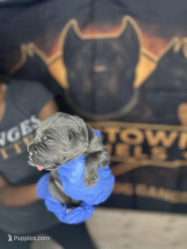     Blue Cane Corso Male – Phantom x Isis – Cane Corso puppy for sale in Huntsville, AL