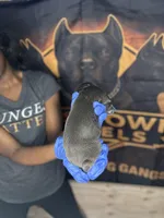     Blue Cane Corso Male – Phantom x Isis, a female Cane Corso for sale in Huntsville, AL – Photo 3 of 3