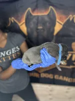     Blue Cane Corso Male – Phantom x Isis, a female Cane Corso for sale in Huntsville, AL – Photo 2 of 3