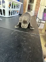     Blue Cane Corso Puppy – Phantom x Isis, a male Cane Corso for sale in Huntsville, AL – 2 of 4