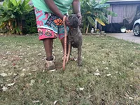     Gray Brindle Cane Corso Female – Phantom x Isis, a female Cane Corso for sale in Decatur, AL – 3 of 9