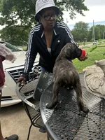     Brindle Female Cane Corso Puppy – ICCF Registered, a female Cane Corso for sale in Huntsville, AL – 3 of 8