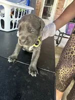     Blue Cane Corso Puppy – Phantom x Isis, a male Cane Corso for sale in Huntsville, AL – 4 of 4