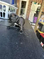     Black Brindle Cane Corso female – Phantom x Isis, a female Cane Corso for sale in Huntsville, AL – 4 of 10