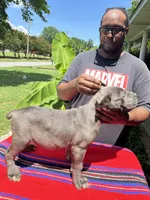     Blue Cane Corso Male – Phantom x Isis, a male Cane Corso for sale in Huntsville, AL – 5 of 16