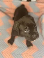     Brindle Cane Corso Puppy with White Chest Patch, a female Cane Corso for sale in Huntsville, AL – 7 of 10