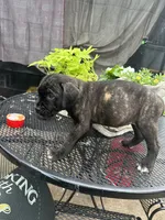     Brindle Cane Corso Puppy with White Chest Patch, a female Cane Corso for sale in Huntsville, AL – 2 of 10