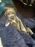     Blue Cane Corso Male – Phantom x Isis, a male Cane Corso for sale in Huntsville, AL – 13 of 16