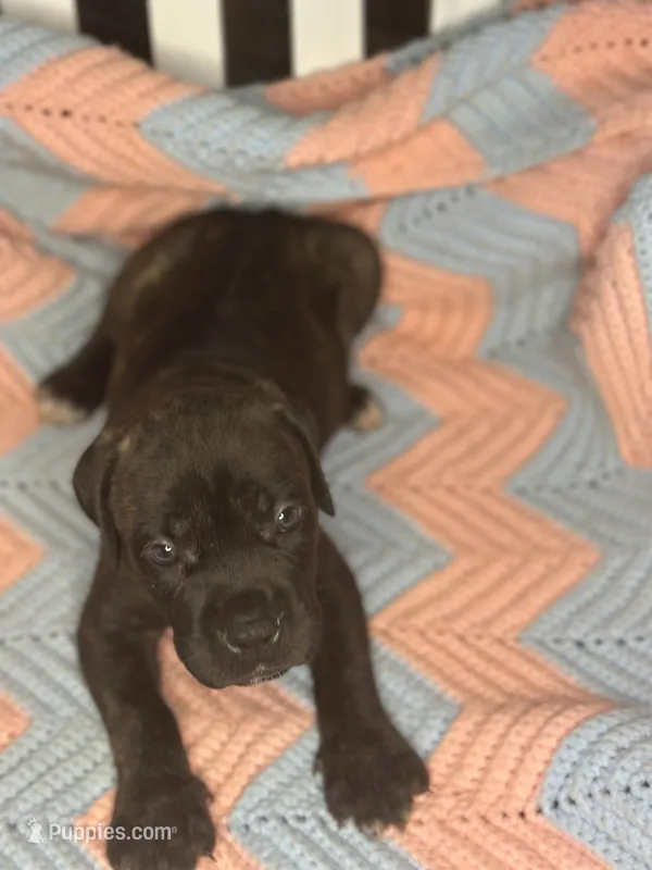     Brindle Female Cane Corso Puppy – ICCF Registered – Cane Corso puppy for sale in Huntsville, AL