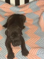     Brindle Female Cane Corso Puppy – ICCF Registered, a female Cane Corso for sale in Huntsville, AL – 1 of 5