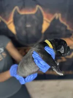     Black Cane Corso Female – Phantom x Isis, a female Cane Corso for sale in Huntsville, AL – 10 of 10