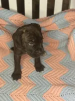     Brindle Female Cane Corso Puppy – ICCF Registered, a female Cane Corso for sale in Huntsville, AL – 3 of 5