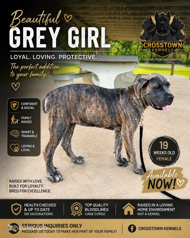     Gray Brindle Cane Corso Female – Phantom x Isis – Cane Corso puppy for sale in Decatur, AL