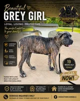     Gray Brindle Cane Corso Female – Phantom x Isis, a female Cane Corso for sale in Decatur, AL – 1 of 9